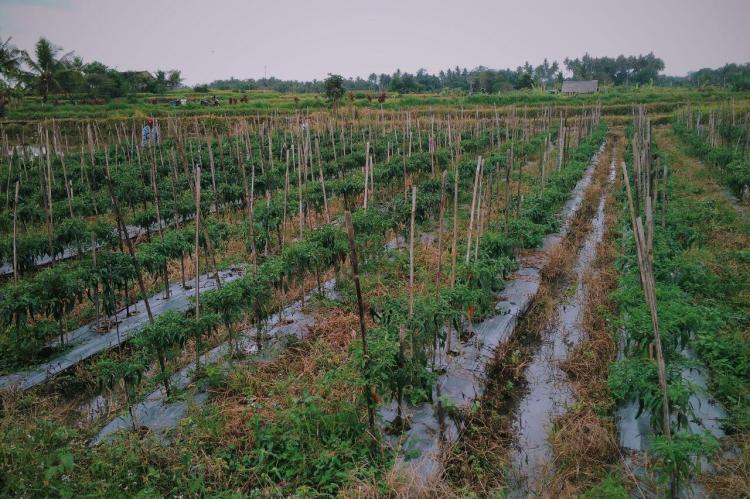 Desasedang Badung
